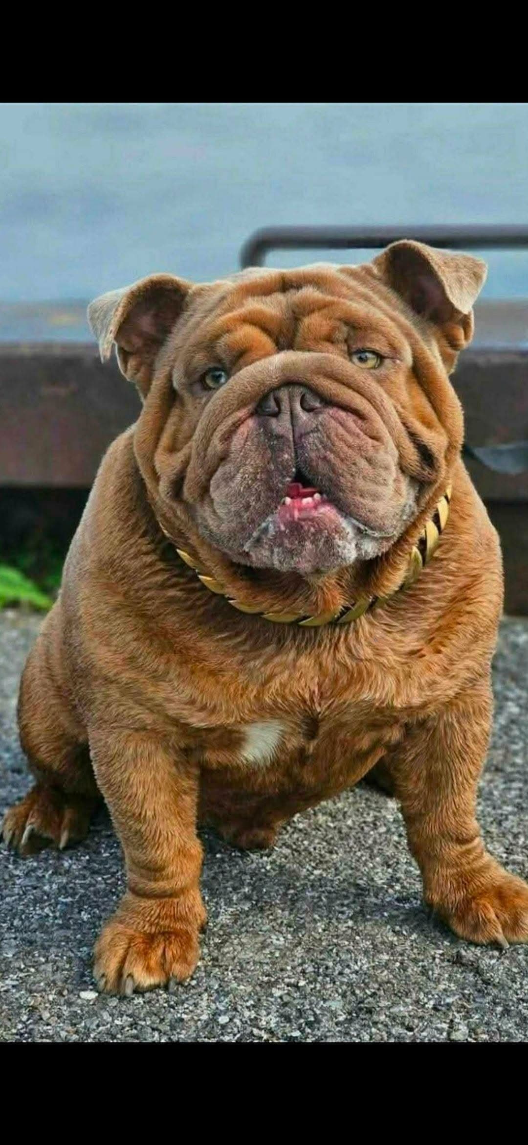Finest Bulldog Canada