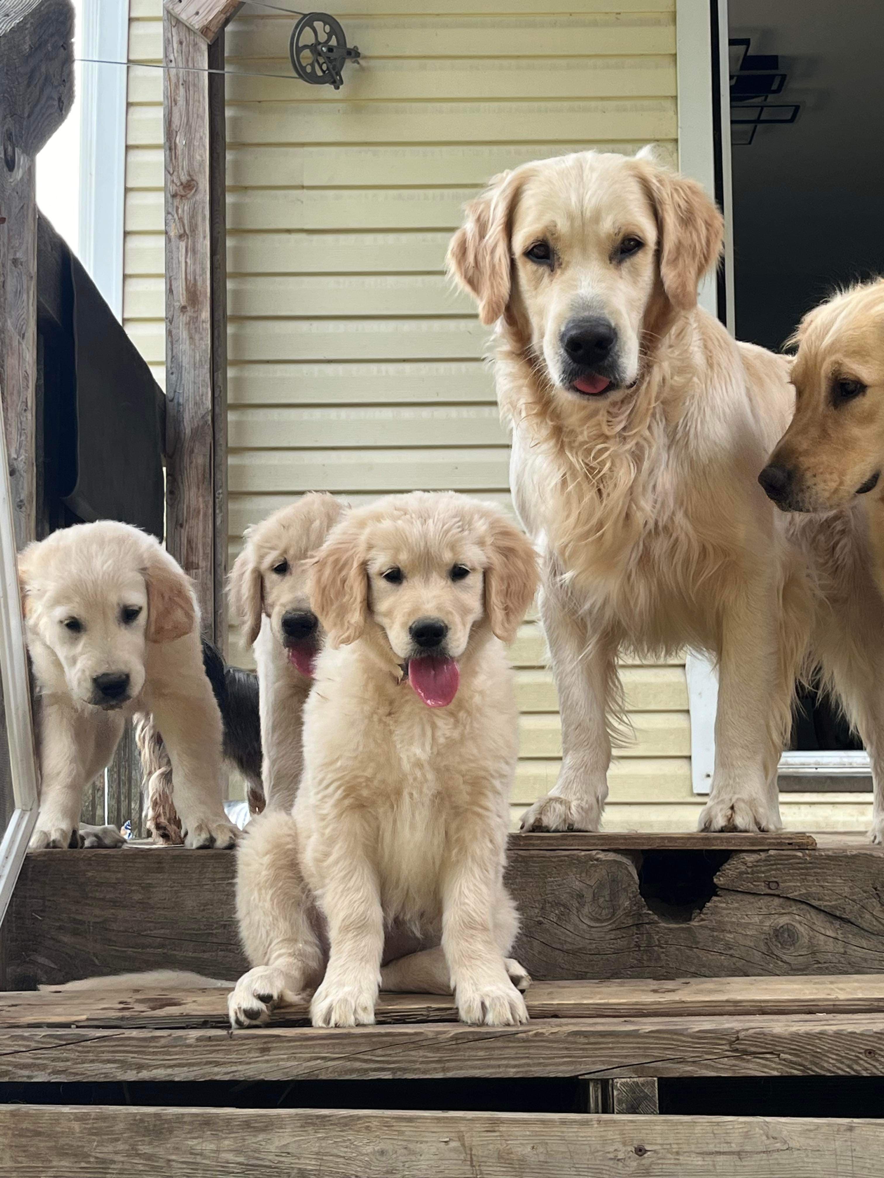 Golden retriever élevage AMN