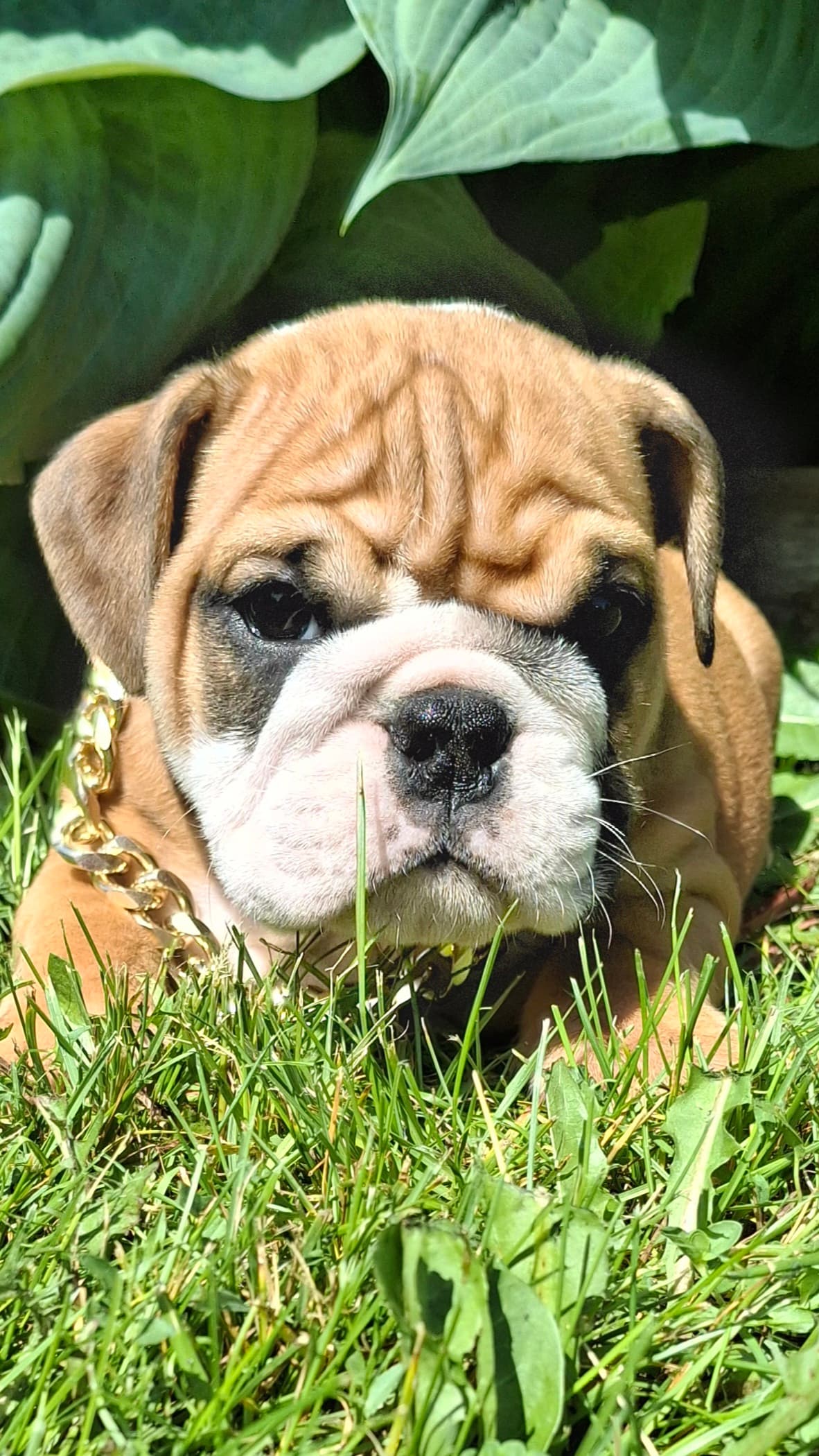 Bulld'amour