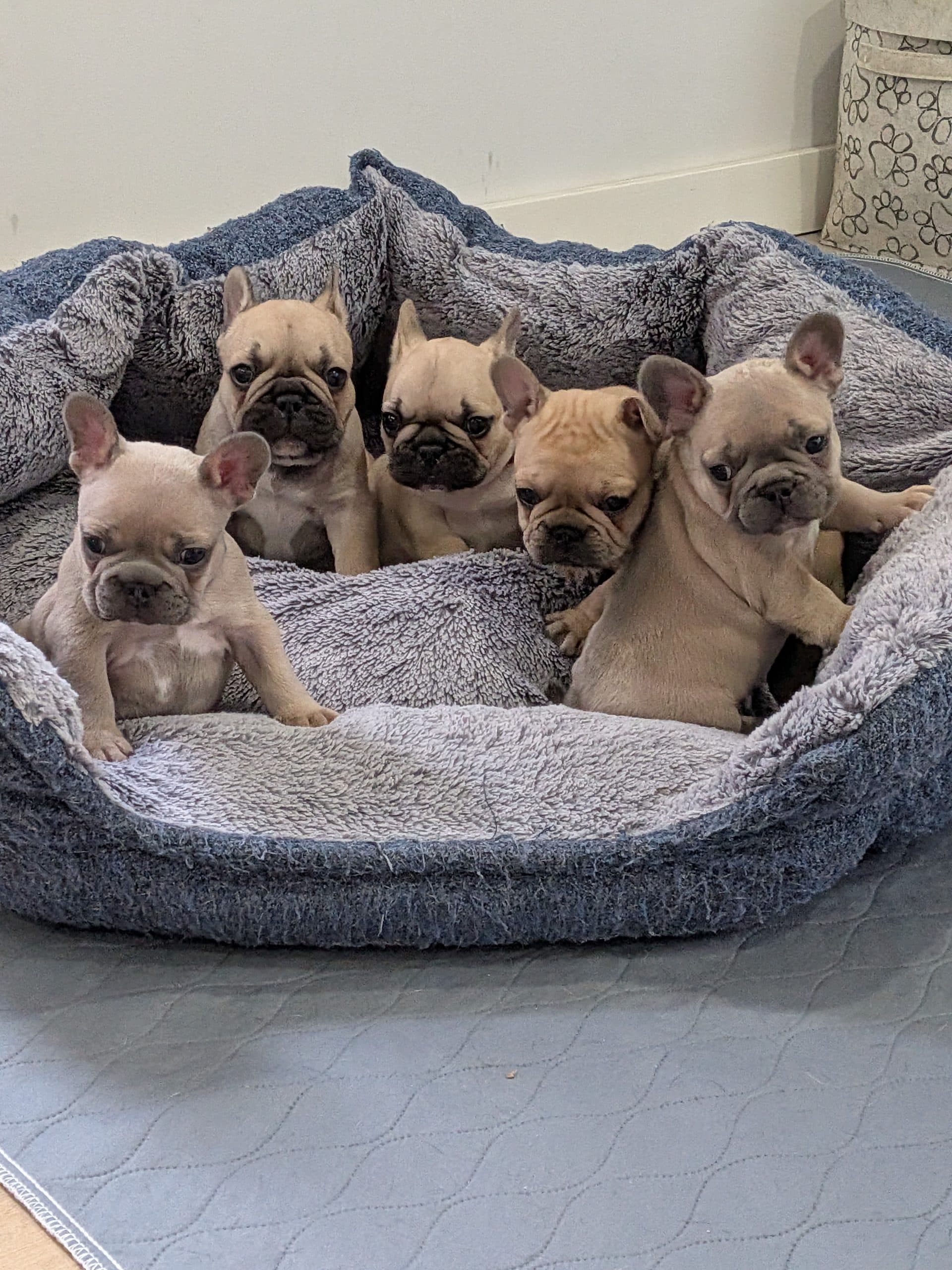 Savanah bouledogue français