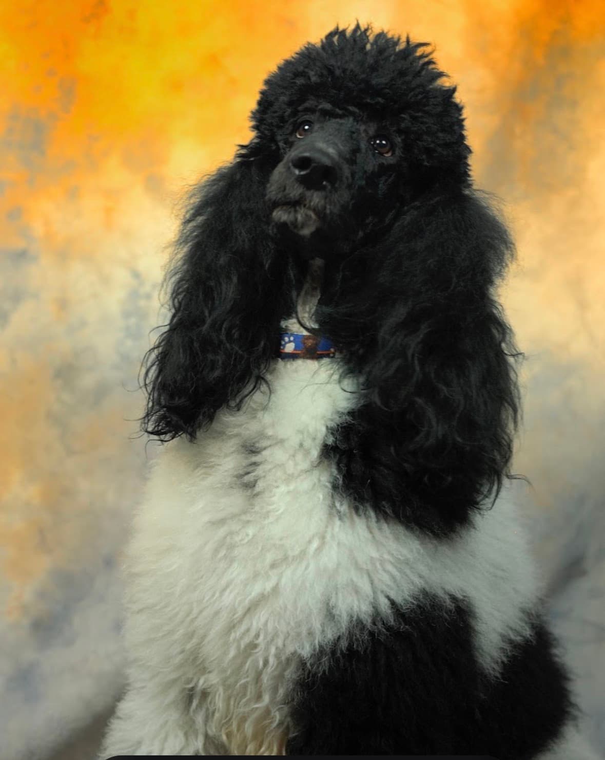 Roxy poodle